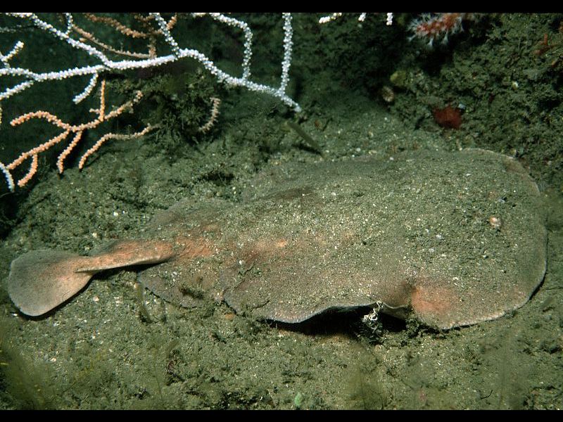 Torpedo marmorata (Torpedine marezzata)